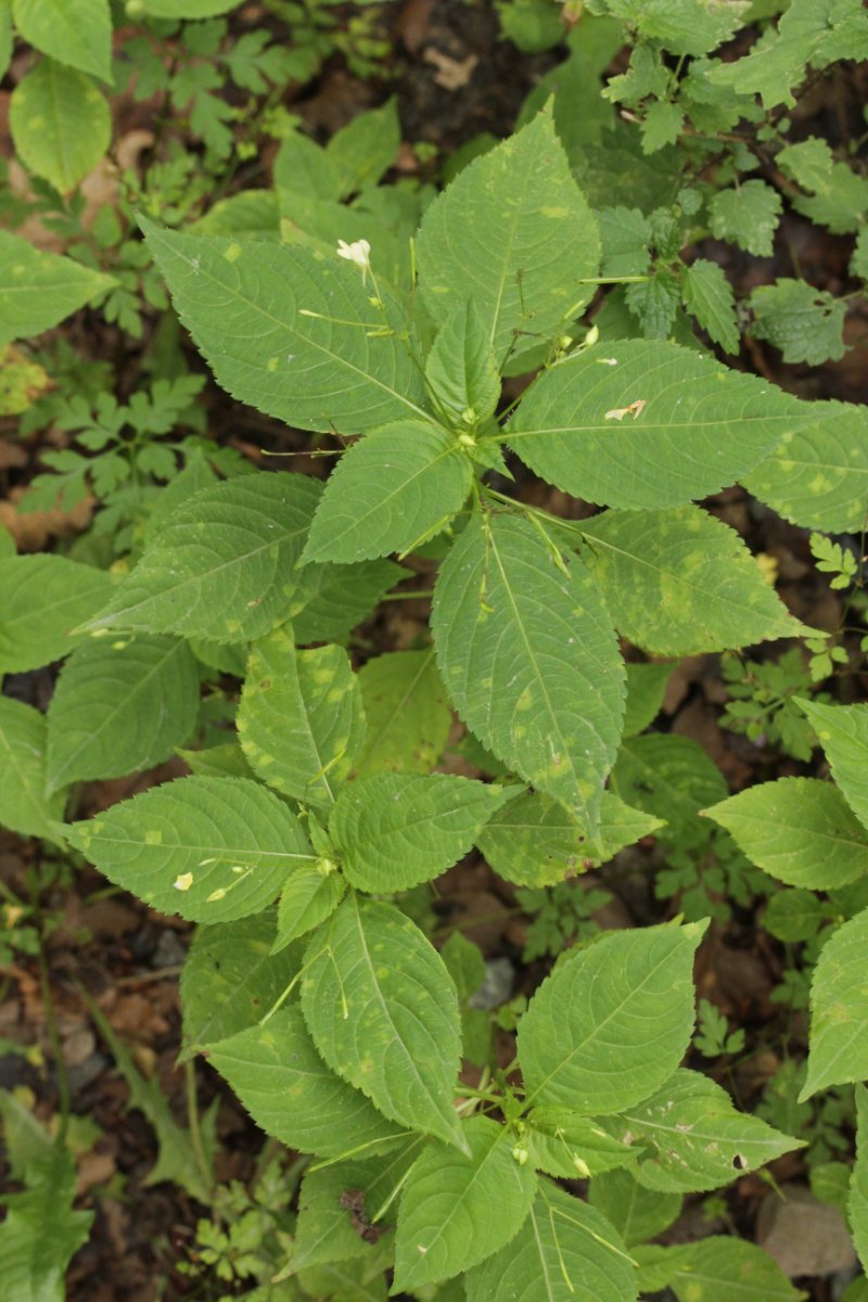 Stadtwald Duisburg-0023.jpg