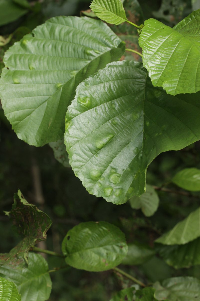 Stadtwald Duisburg-0028.jpg