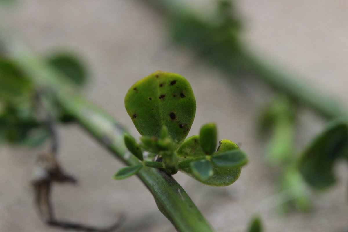 Stadtwald Duisburg-0037.jpg