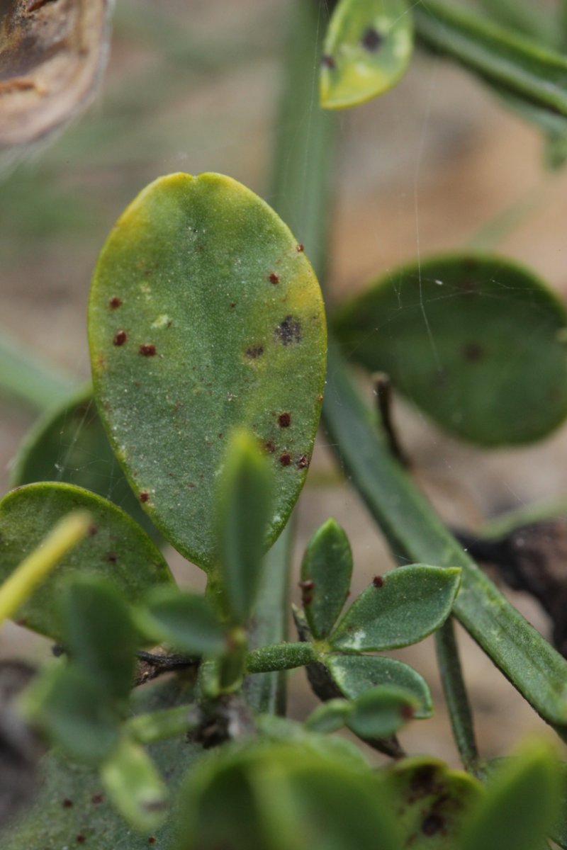 Stadtwald Duisburg-0039.jpg