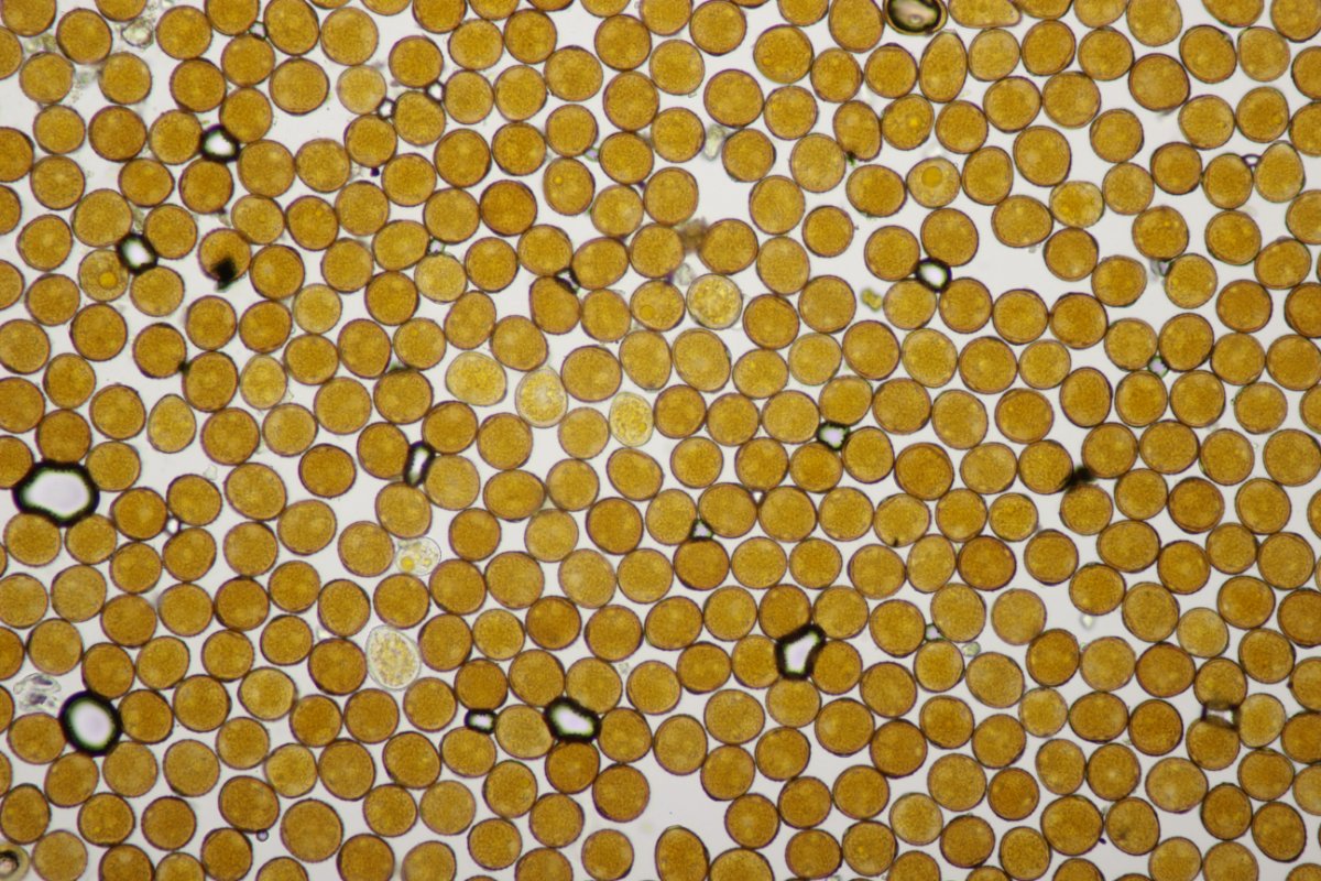 Stadtwald Duisburg-0051.jpg