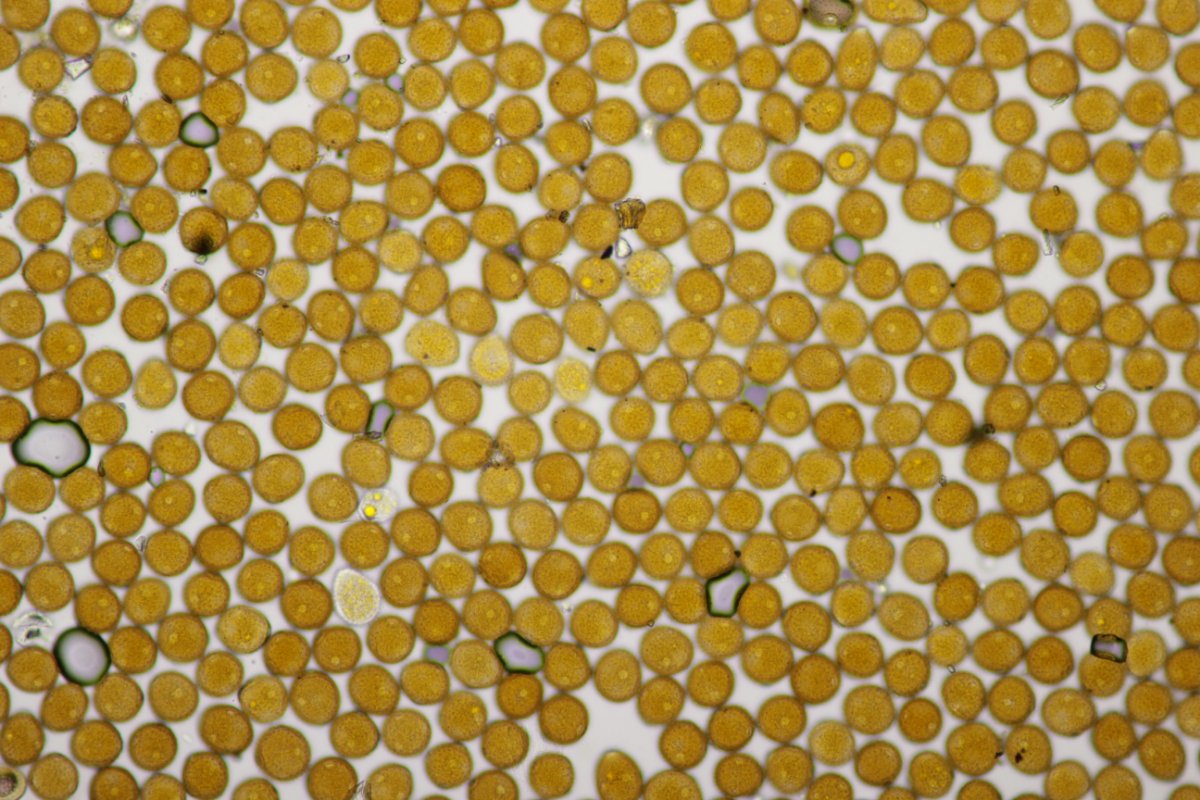 Stadtwald Duisburg-0052.jpg