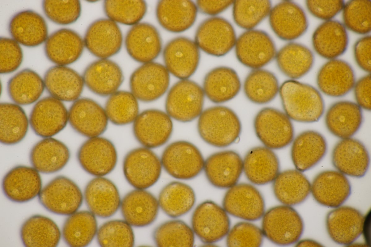 Stadtwald Duisburg-0054.jpg