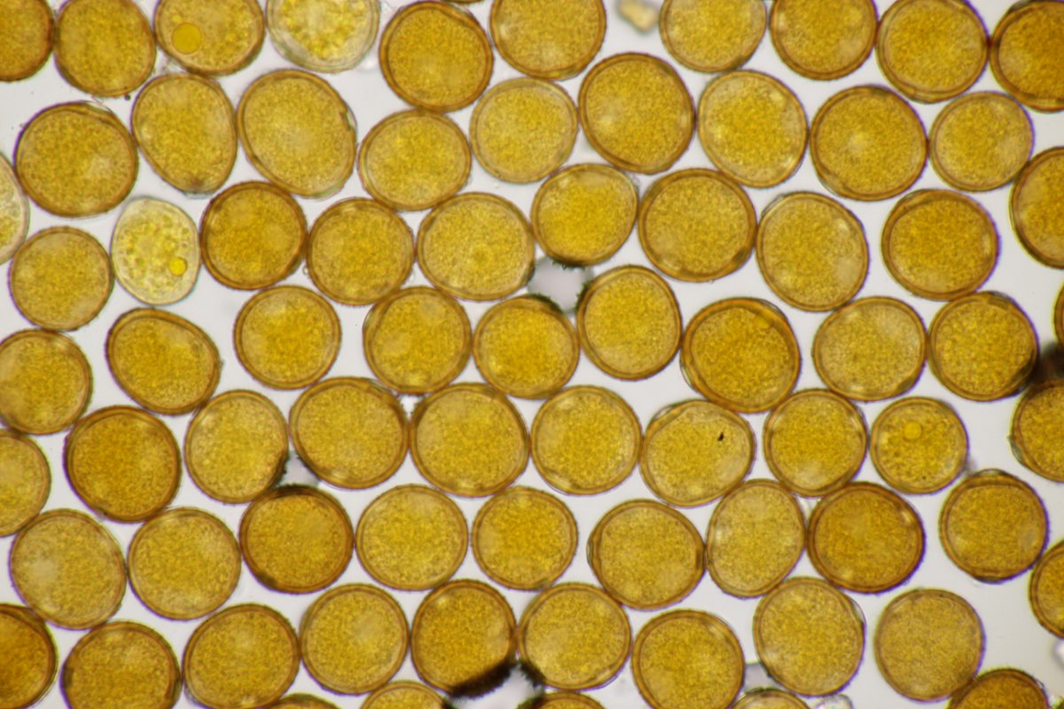 Stadtwald Duisburg-0056.jpg