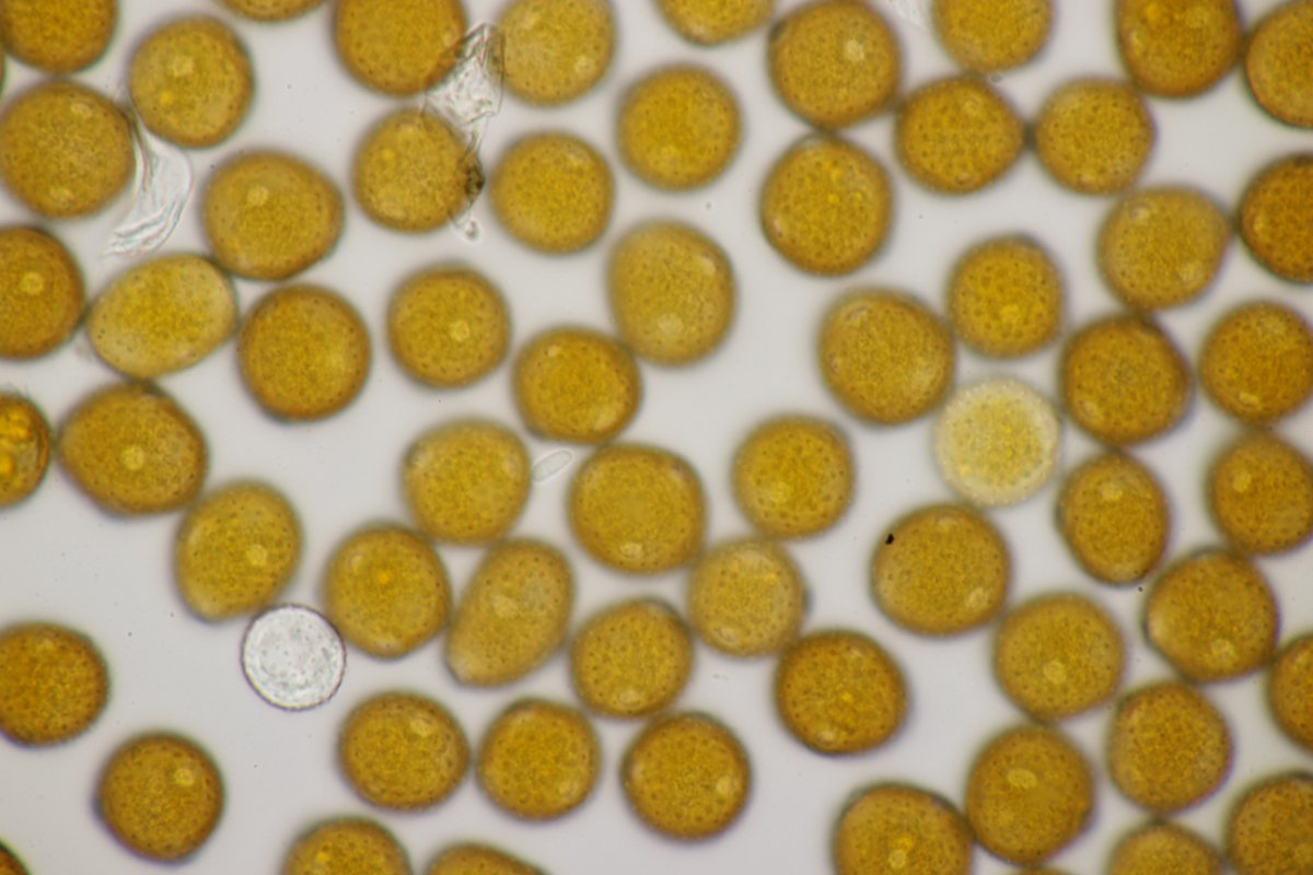 Stadtwald Duisburg-0058.jpg