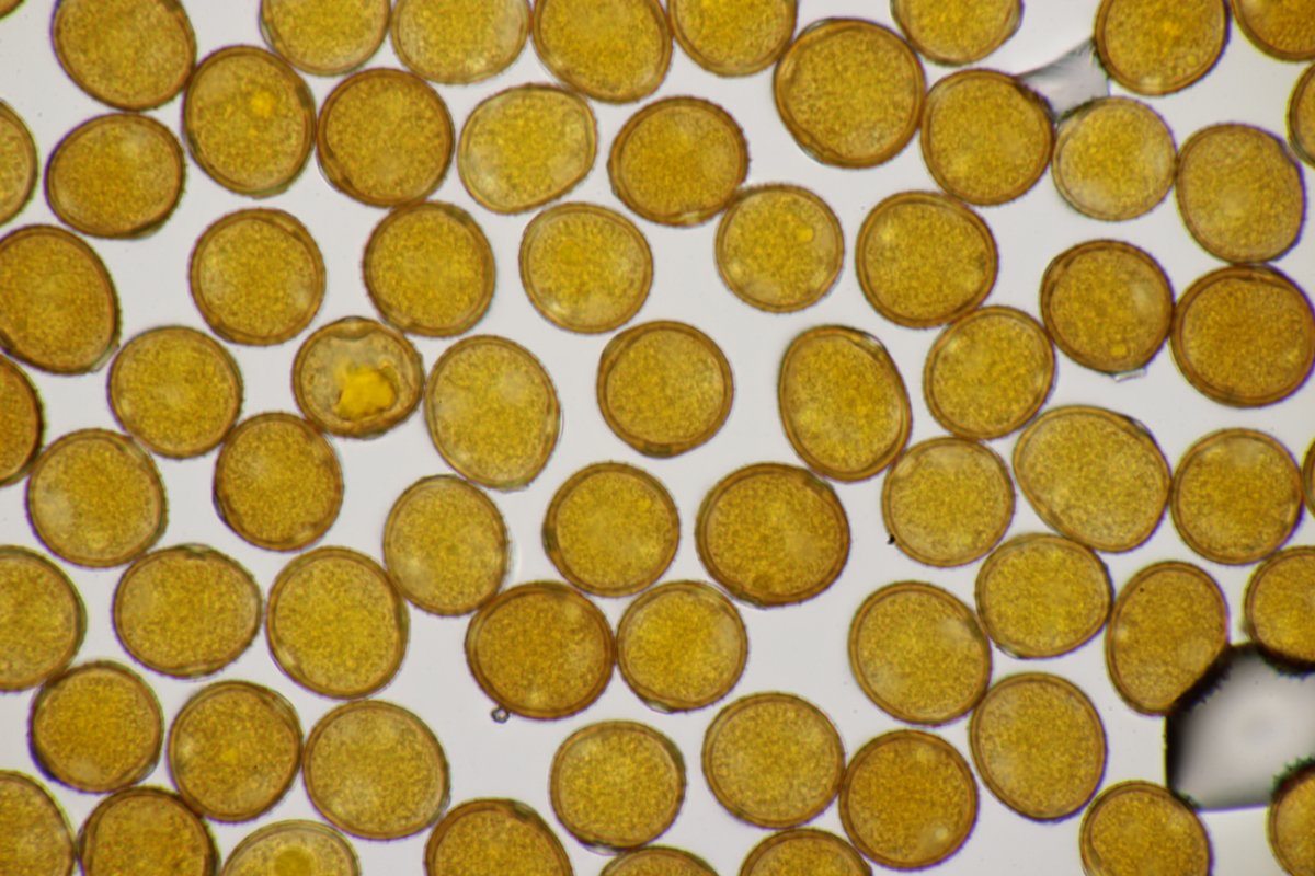 Stadtwald Duisburg-0060.jpg