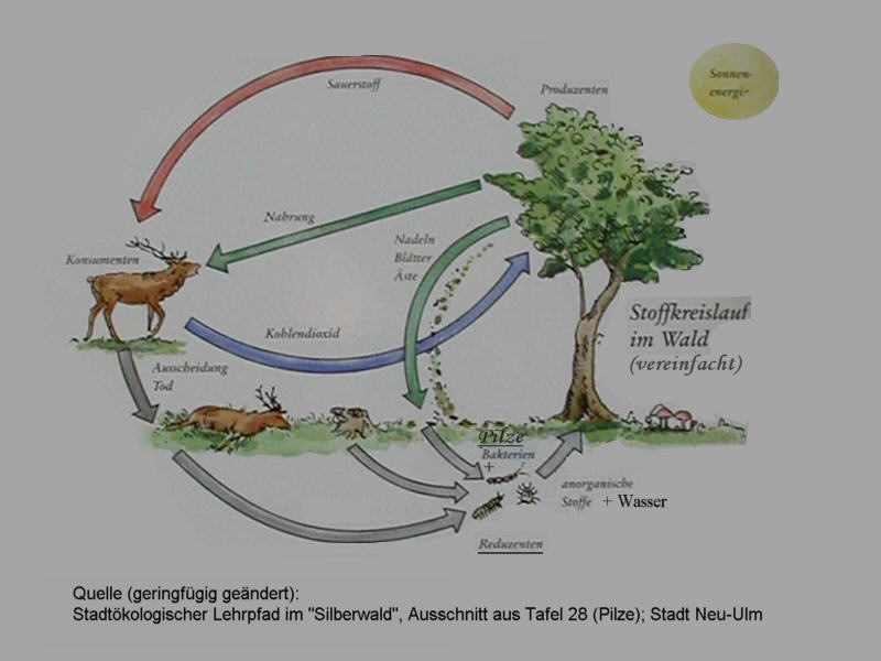 NU_Lehrpfad_StoffkreislaufImWald.jpg