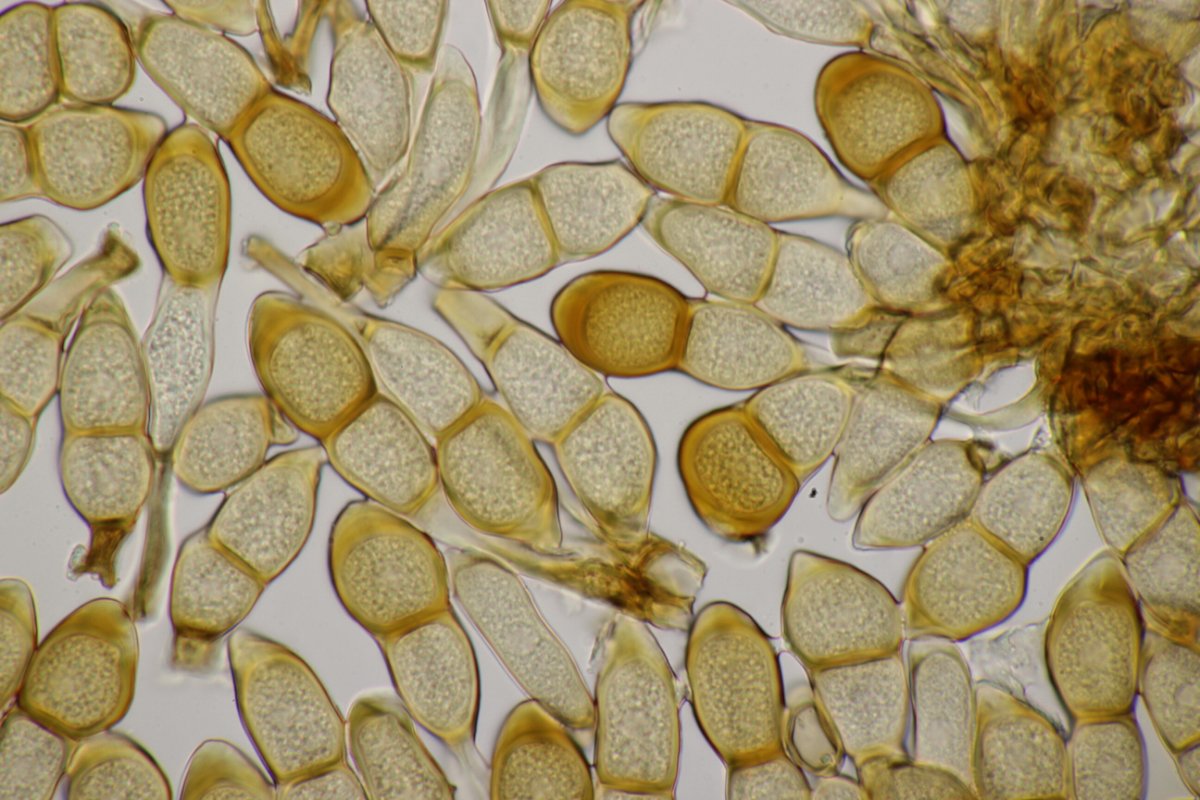 Weyrer Wald-0077.jpg