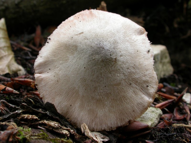 Volvariella murinella.JPG