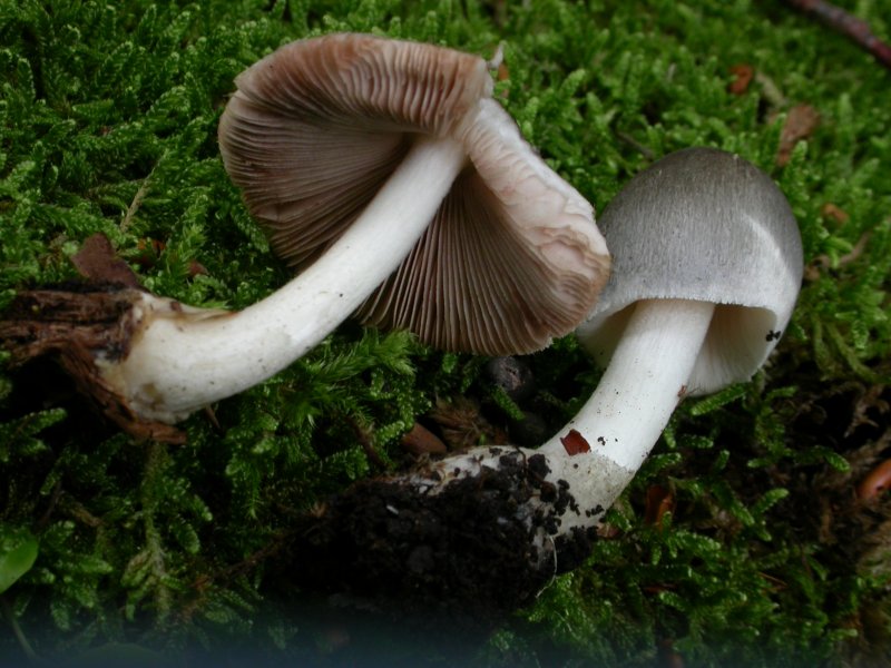 Volvariella caesiotincta.JPG