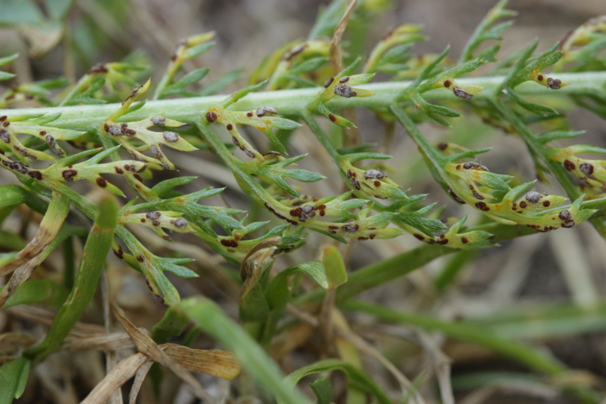 Weyrer Wald-0062.jpg