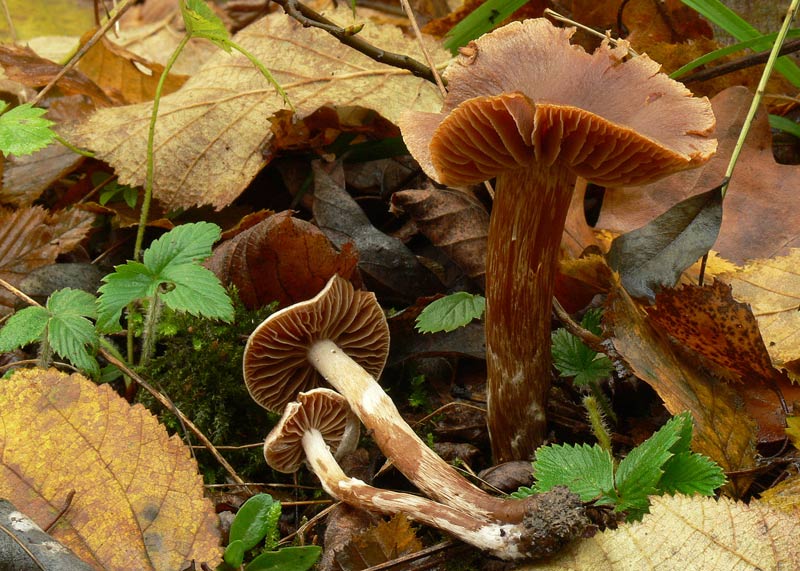 Cortinarius_009.jpg