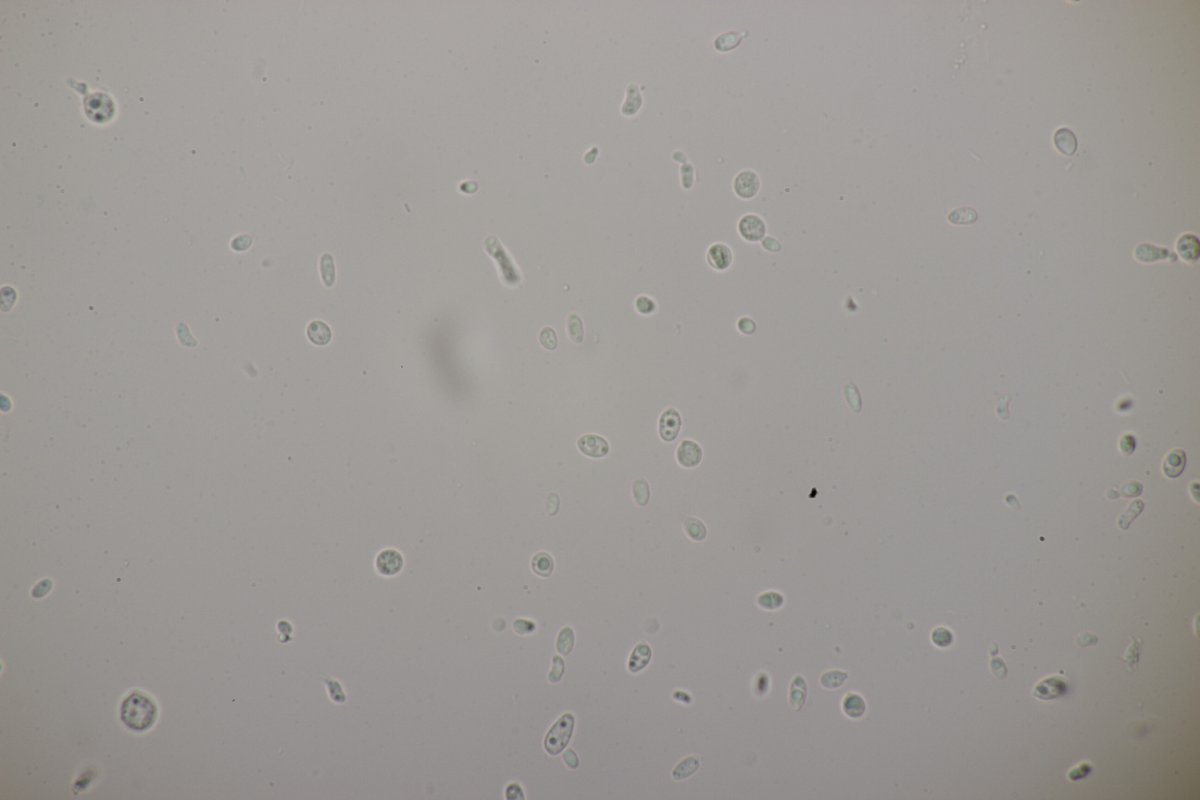 Weyrer Wald-0104.jpg