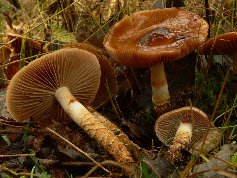 Cortinarius_trivialis_021.jpg