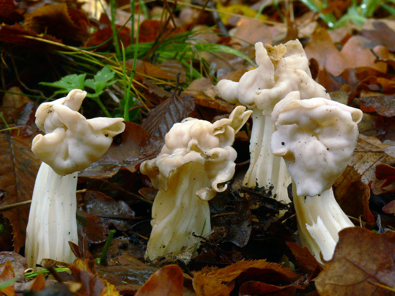 Helvella_crispa-008.jpg