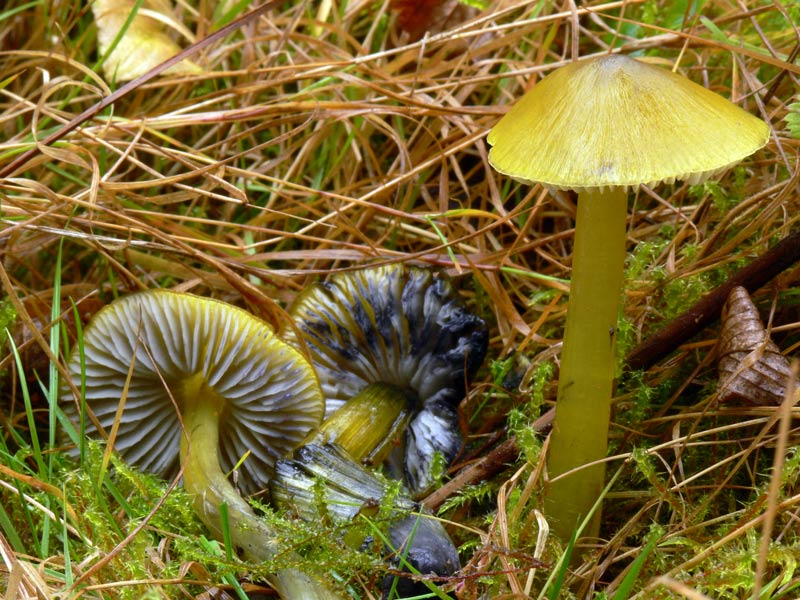 Hygrocybe_conica_var.chloroides_033.jpg