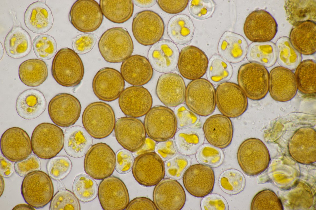 Westruper Heide-0081.jpg