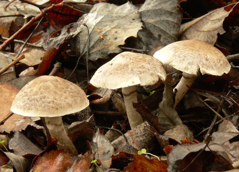 Tricholoma_cingulatum-004.jpg