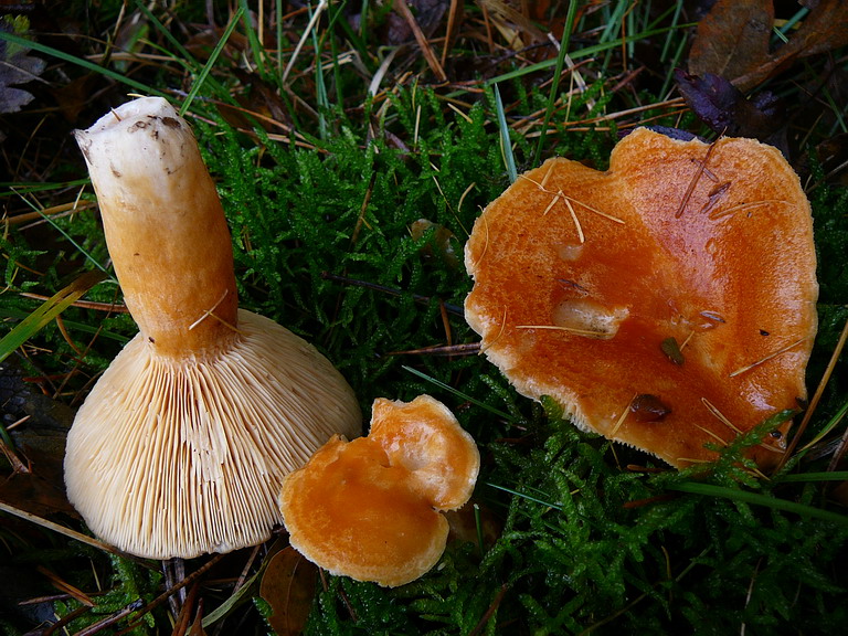 031109 Rieder 08.jpg