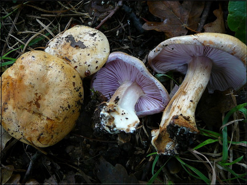 041007 Muencheberg 23.jpg