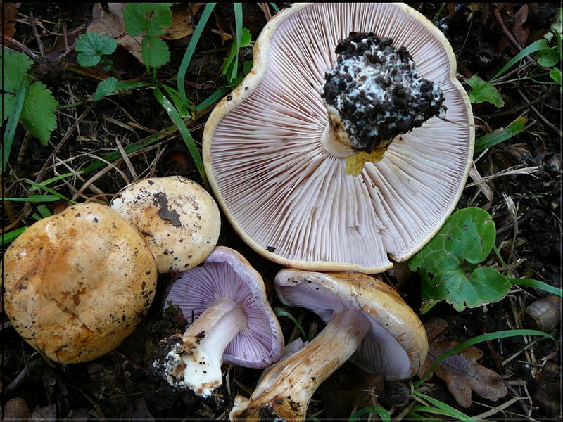 041007 Muencheberg 24.jpg