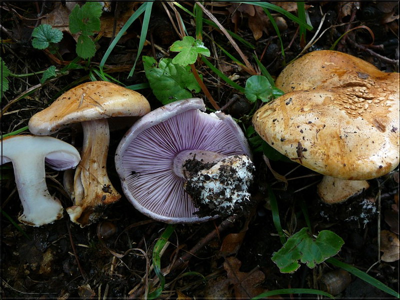 041007 Muencheberg 25.jpg