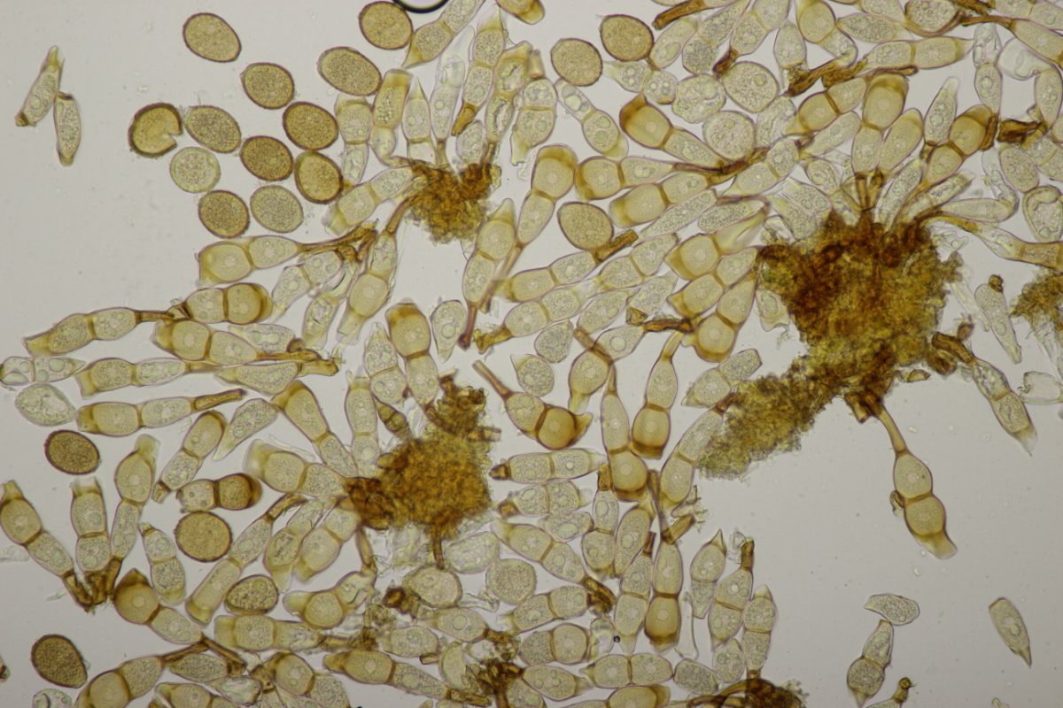 Rheinaue Friemersheim-0011.jpg