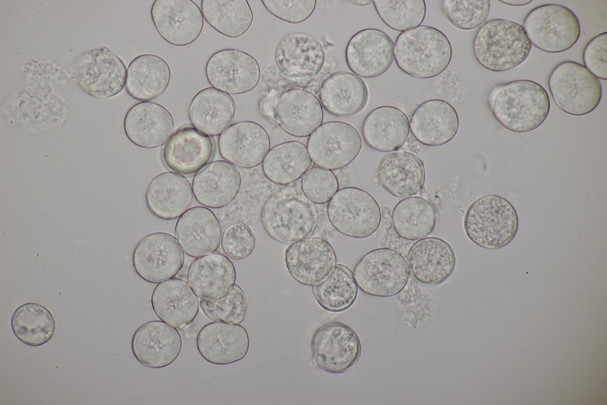 Zonser Grind-0057.jpg