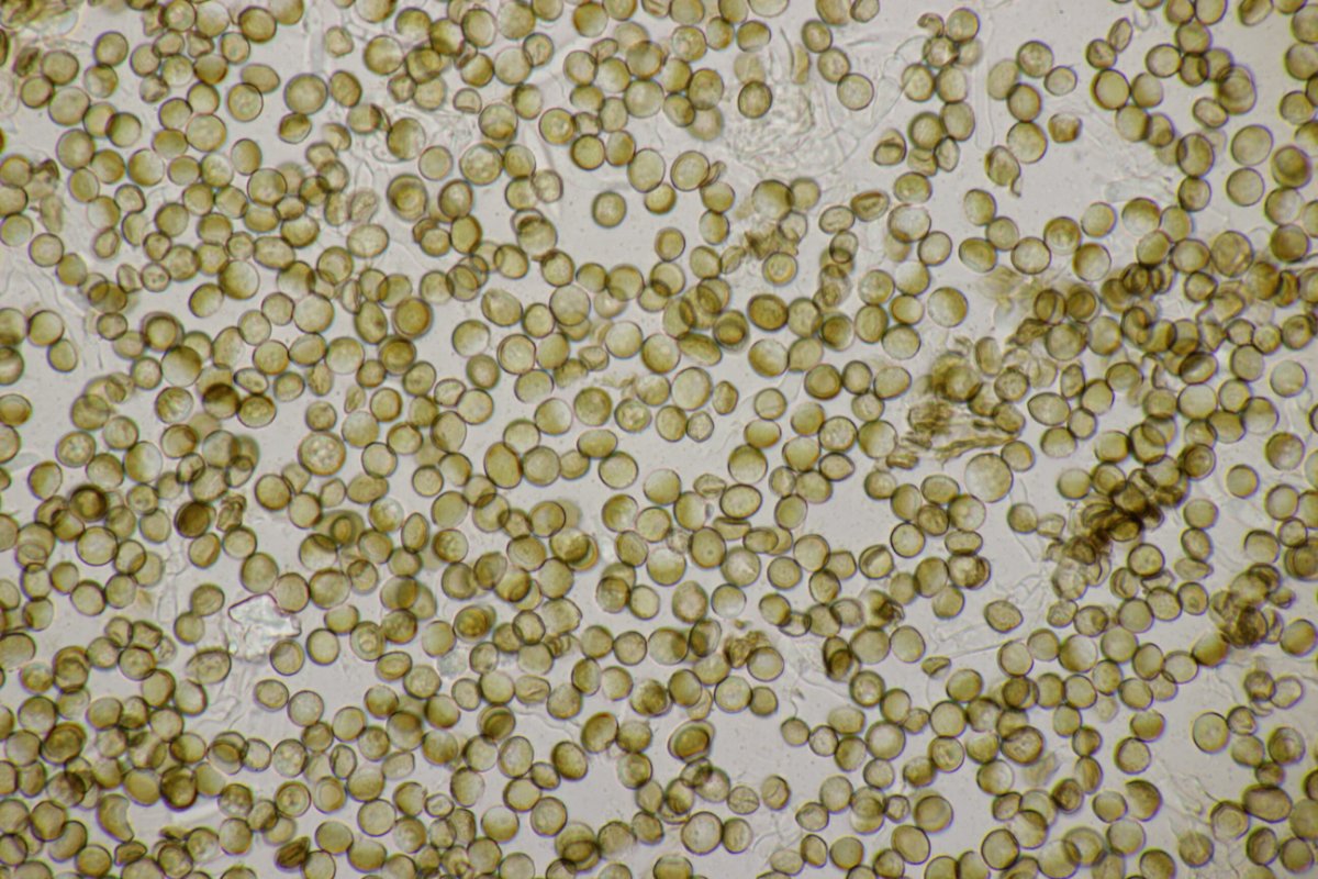 Zonser Grind-0059.jpg