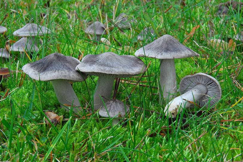 Tricholoma_terreum001.jpg