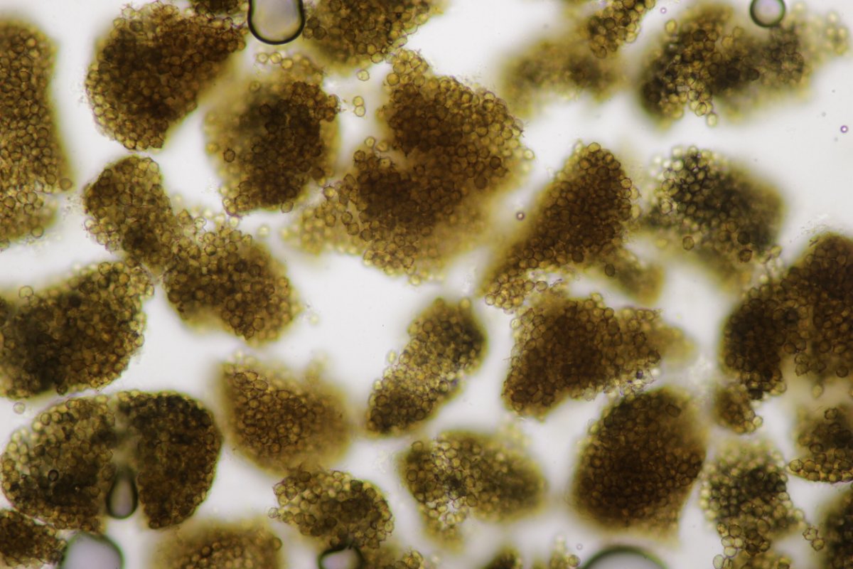 Krefeld Gladbach Kaarst-0142.jpg