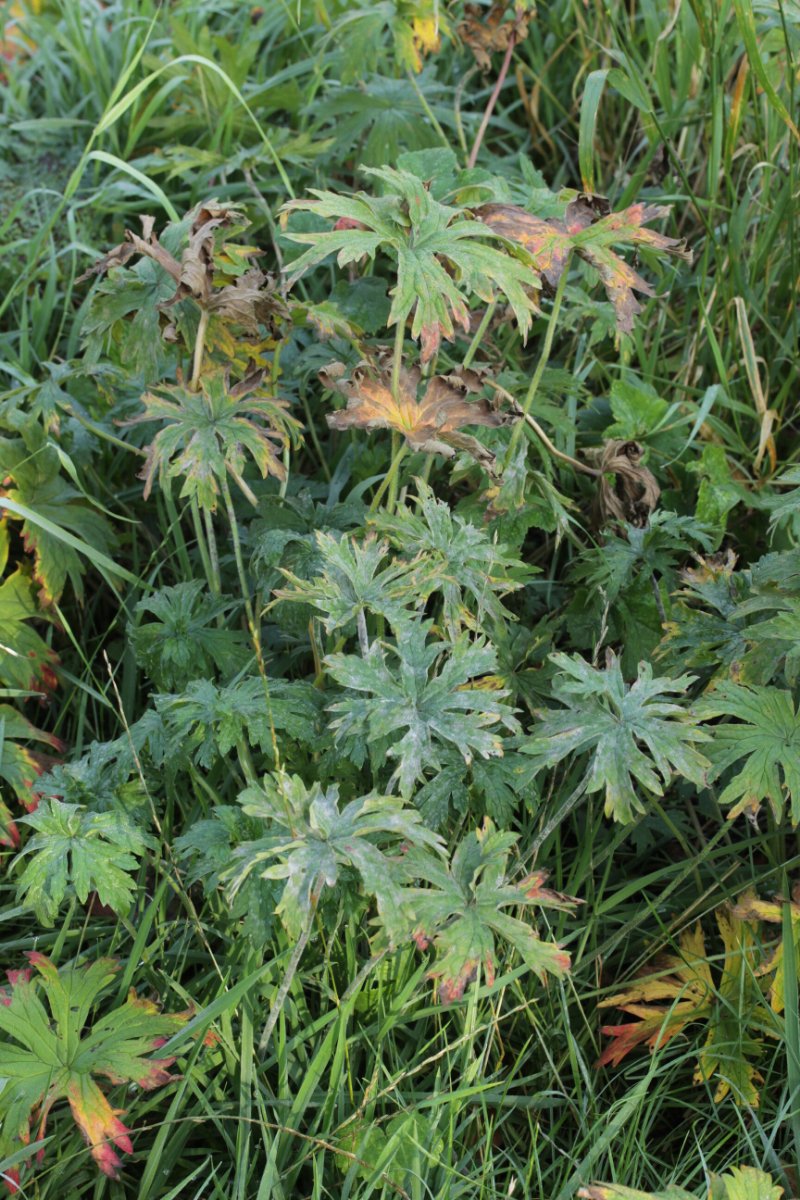 Rheinbogen Himmelgeist-0001.jpg