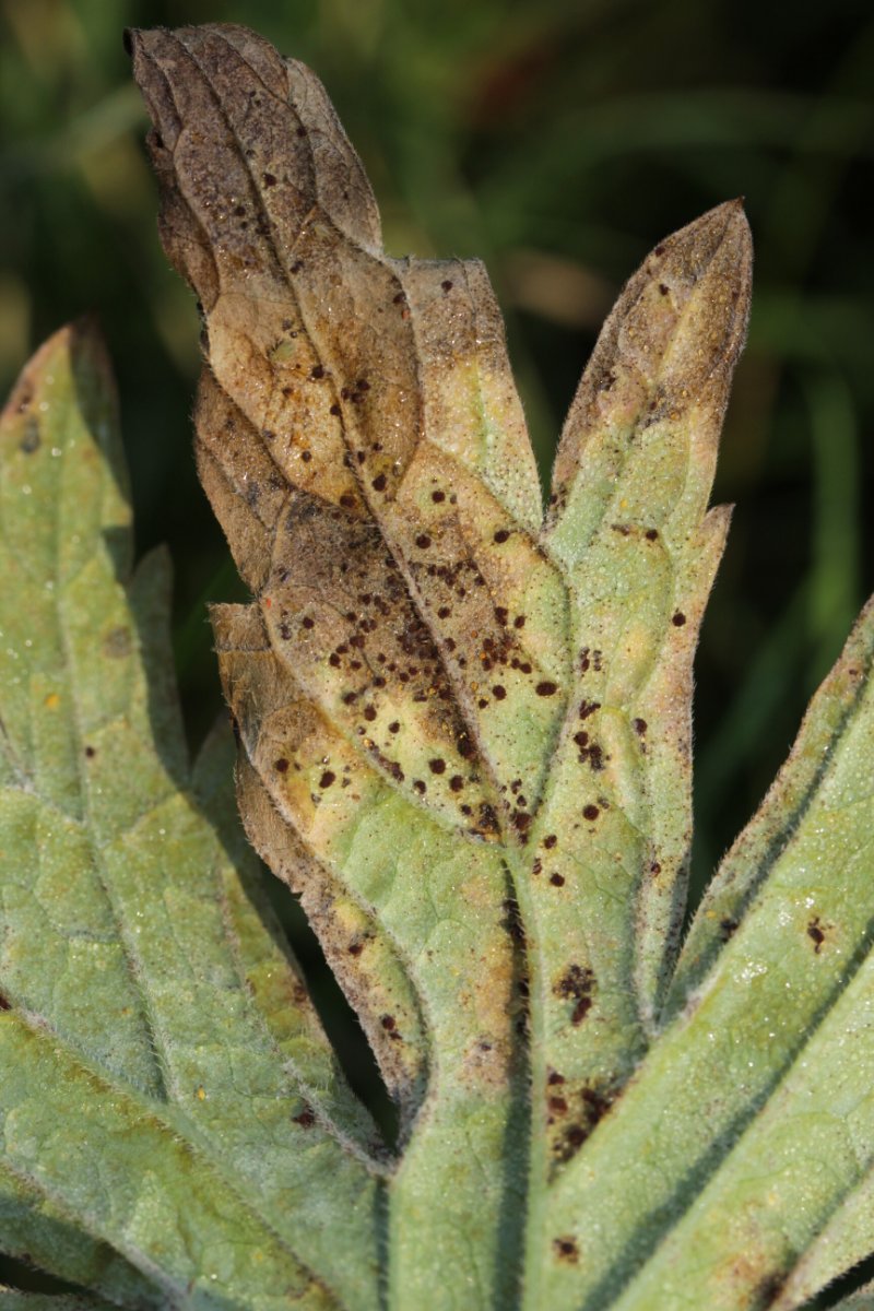 Rheinbogen Himmelgeist-0002.jpg