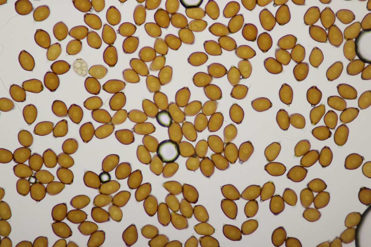 Rheinbogen Himmelgeist-0053.jpg