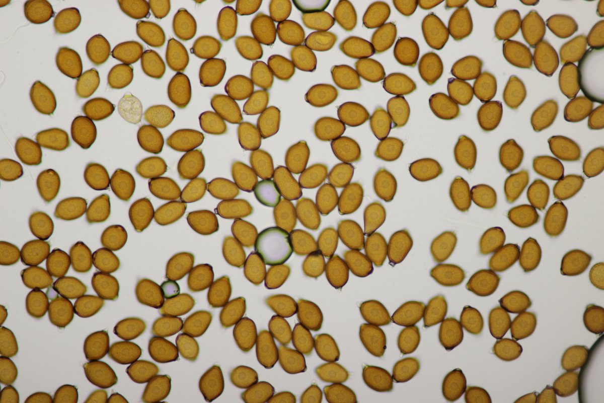 Rheinbogen Himmelgeist-0054.jpg