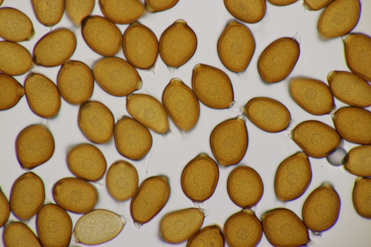 Rheinbogen Himmelgeist-0055.jpg