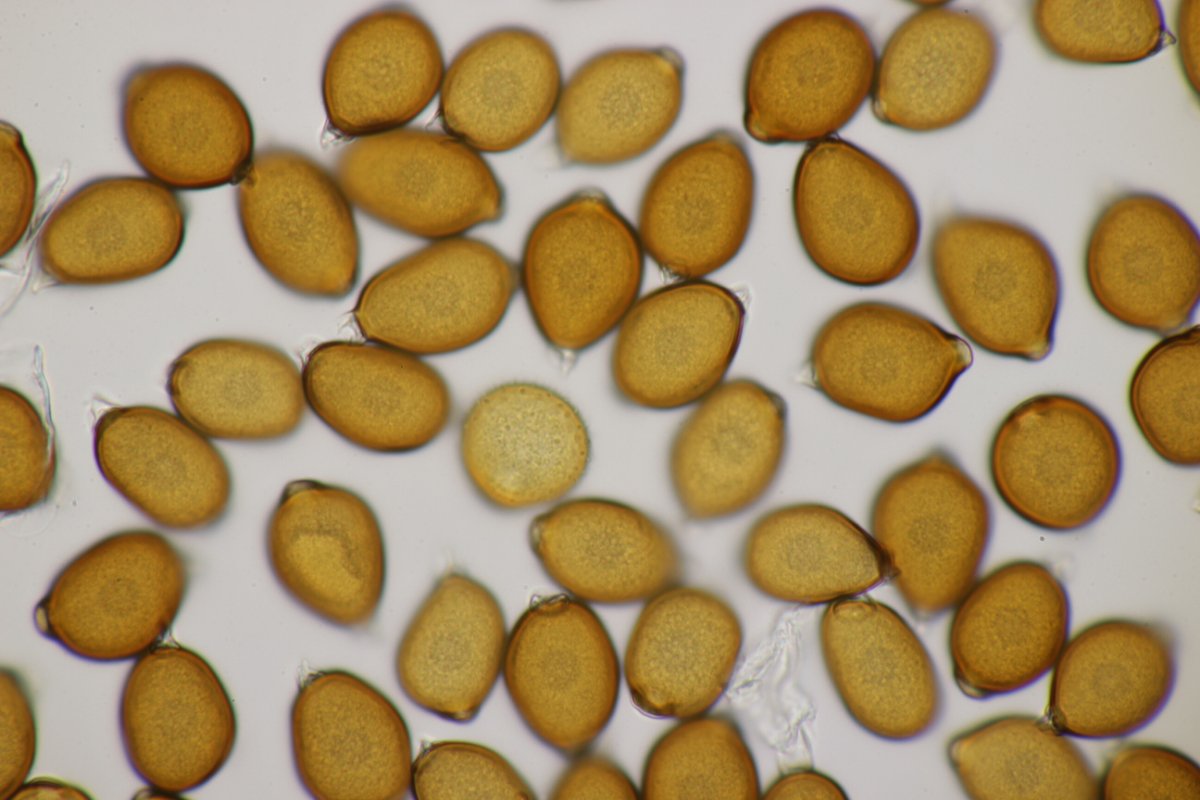 Rheinbogen Himmelgeist-0056.jpg