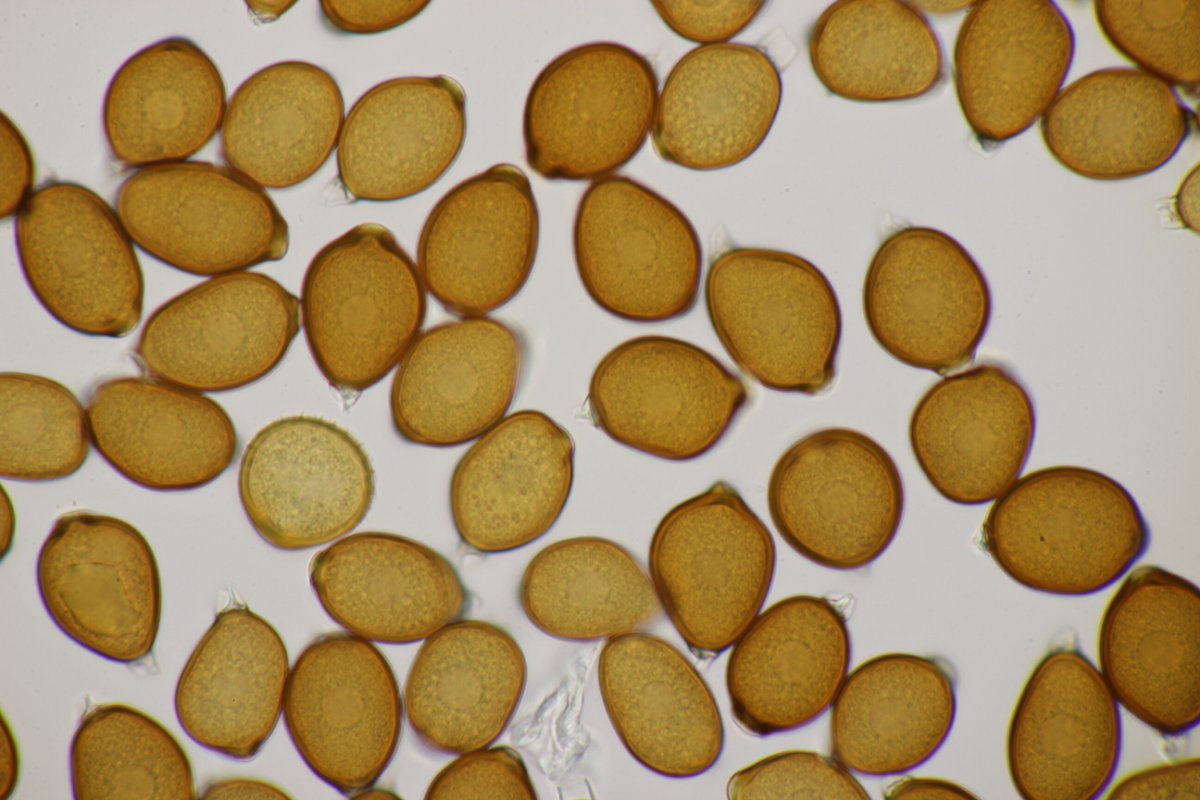 Rheinbogen Himmelgeist-0058.jpg