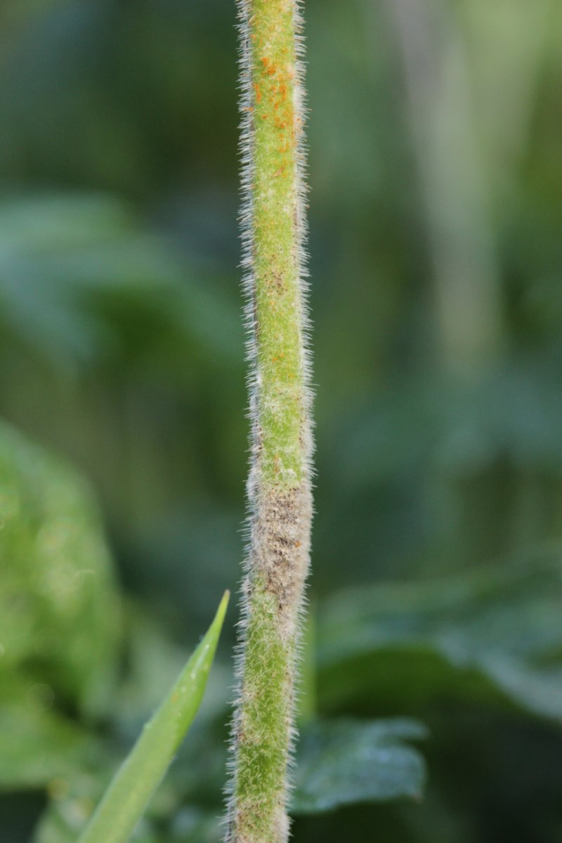 Rheinbogen Himmelgeist-0003.jpg