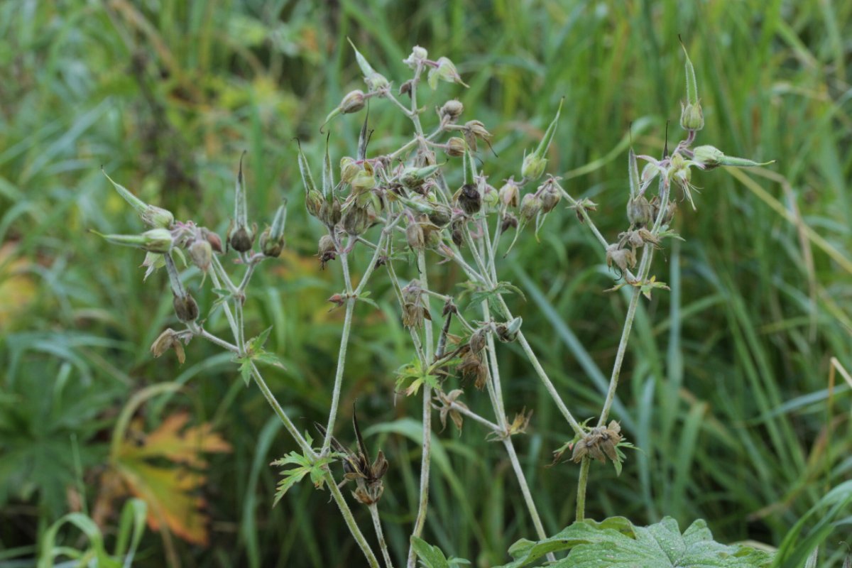 Rheinbogen Himmelgeist-0005.jpg