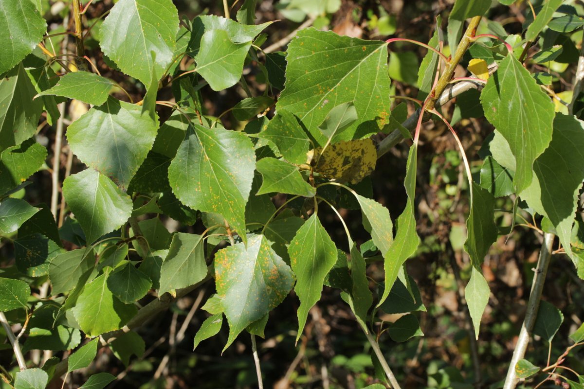 Rheinbogen Himmelgeist-0008.jpg