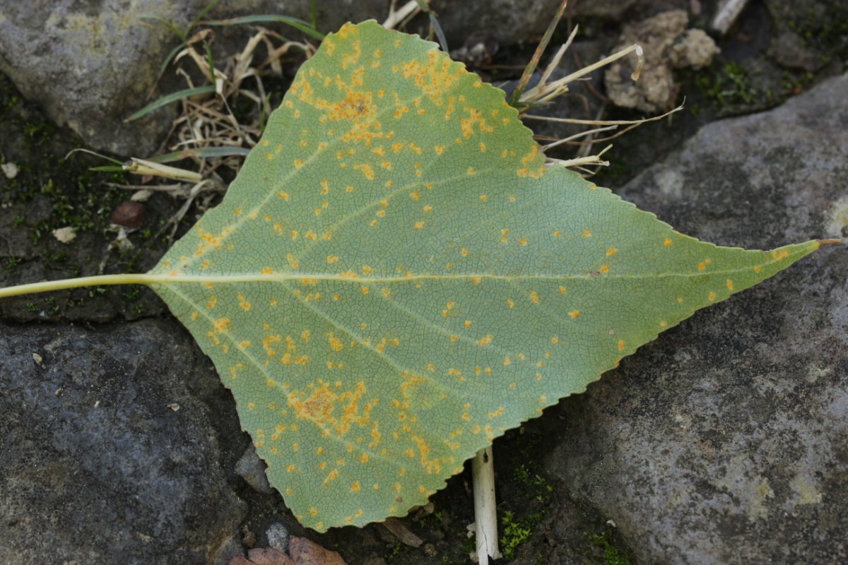 Rheinbogen Himmelgeist-0010.jpg