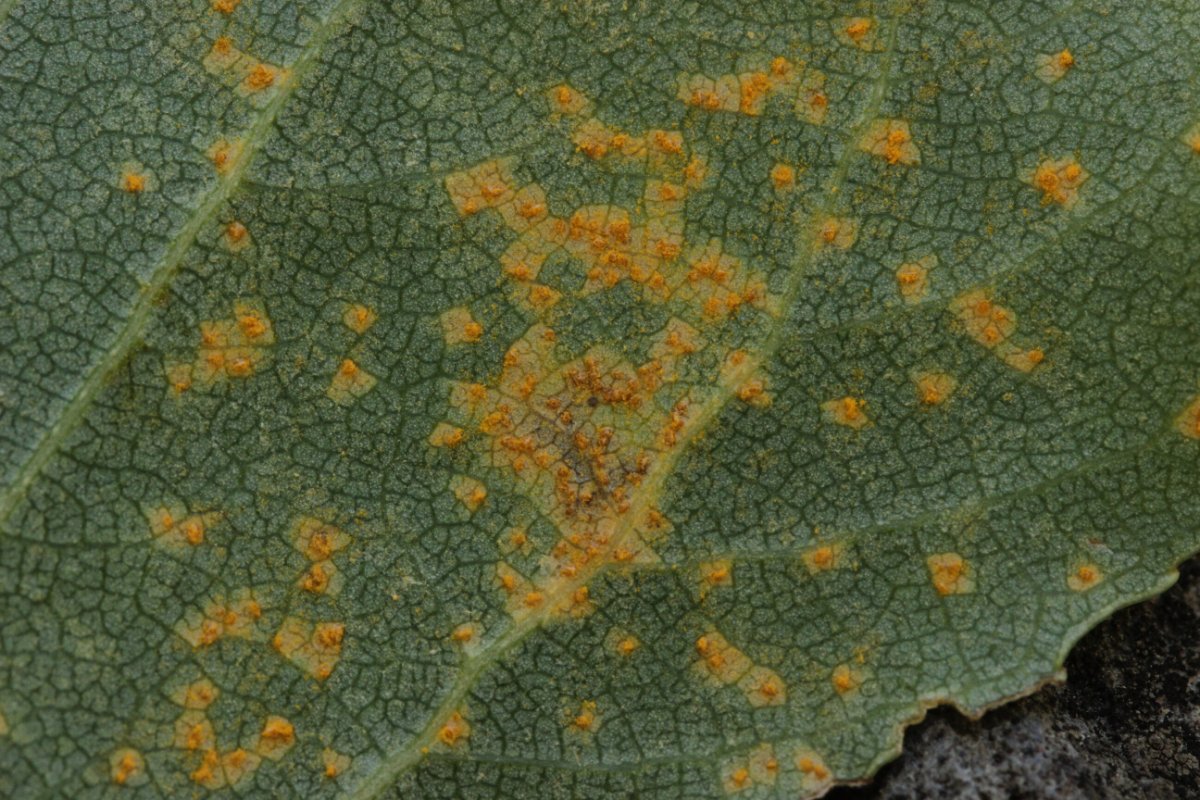 Rheinbogen Himmelgeist-0011.jpg