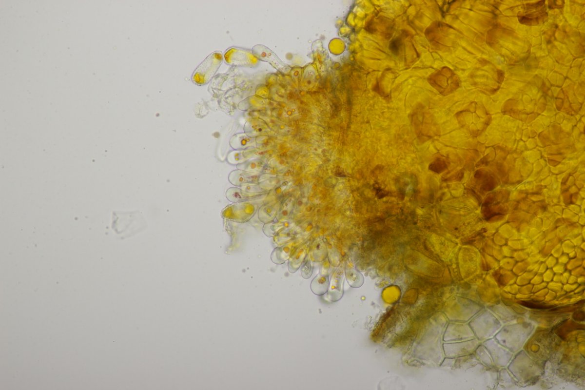 Rheinbogen Himmelgeist-0059.jpg