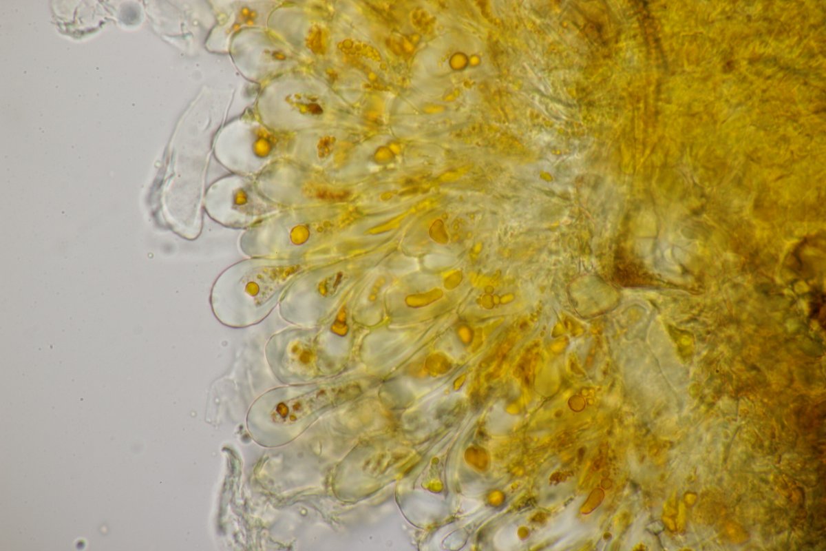 Rheinbogen Himmelgeist-0062.jpg