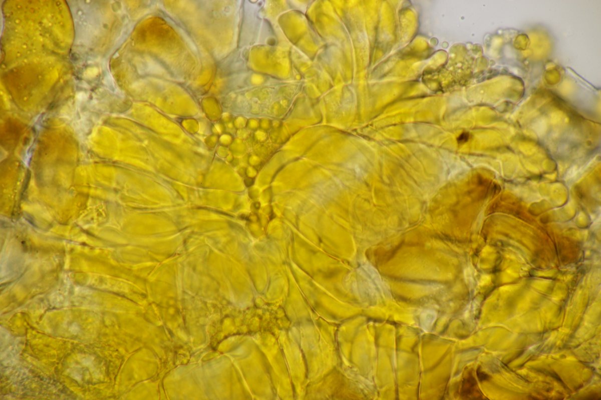 Rheinbogen Himmelgeist-0063.jpg