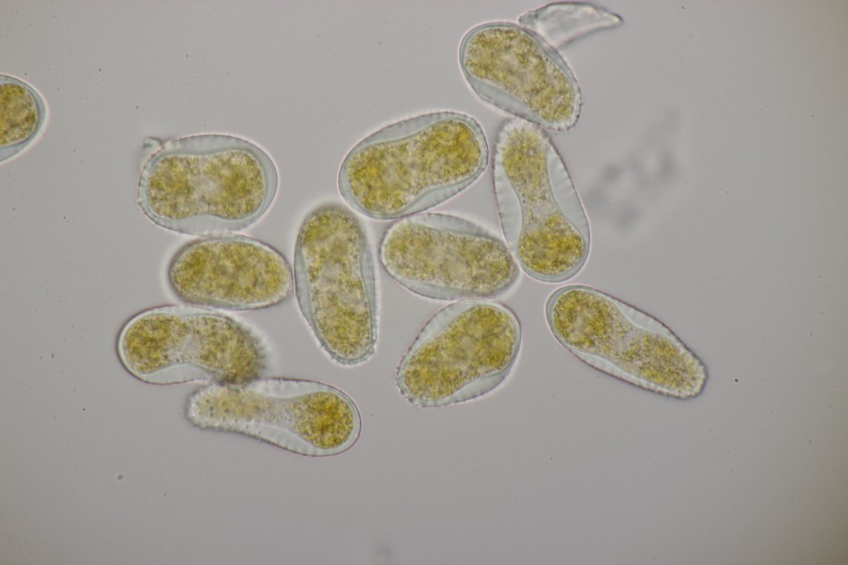 Rheinbogen Himmelgeist-0064.jpg