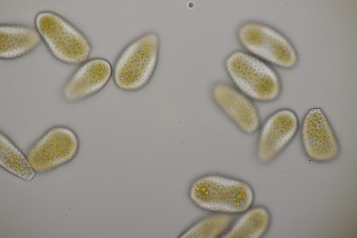 Rheinbogen Himmelgeist-0066.jpg