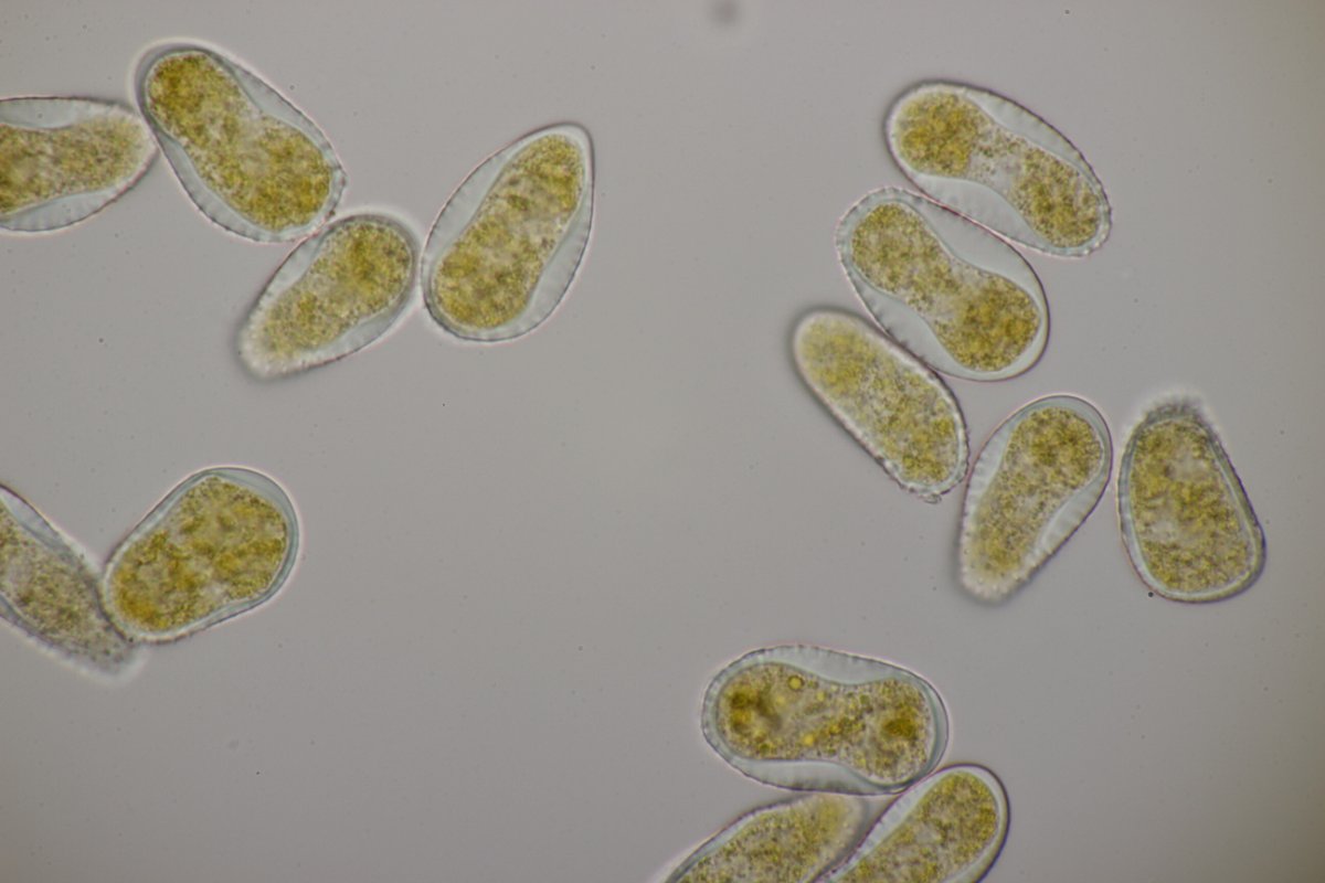 Rheinbogen Himmelgeist-0067.jpg