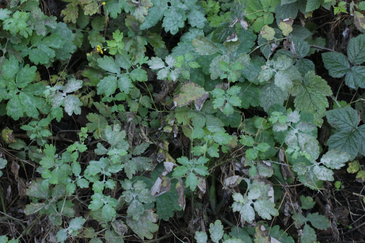 Rheinbogen Himmelgeist-0012.jpg